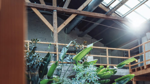 A bright, open interior space filled with lush green plants, illuminated by natural sunlight streaming through large glass panels. The exposed wooden beams and industrial elements reflect Omexco’s commitment to sustainability, a core value since 1976. The sunlight also symbolizes the use of solar energy in the production of many of Omexco’s wallcoverings.